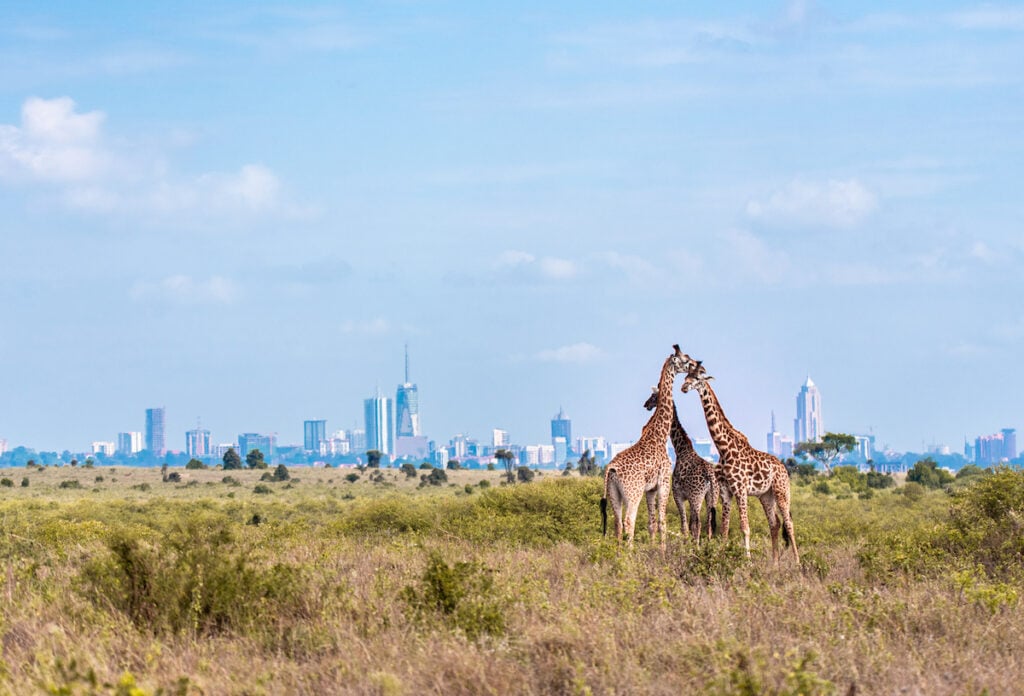 Family,Of,Giraffes,In,The,Park,-,Nairobi,Skyline